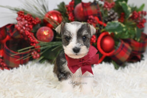 Mini Schnauzer Puppy