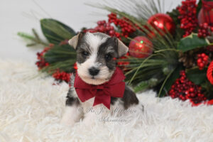 AKC Salt & Pepper Parti Mini Schnauzer