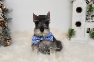 Salt & Pepper Miniature Schnauzer