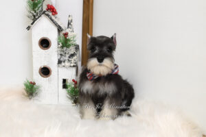 AKC Salt & Pepper Mini Schnauzer