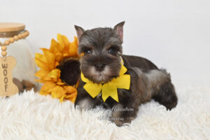 Mini Schnauzer Puppy