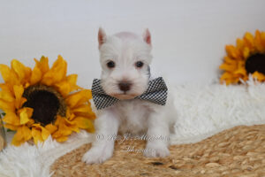 Miniature schnauzer puppy white chocolate