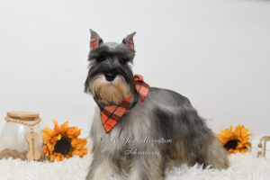 Salt & Pepper Miniature Schnauzer