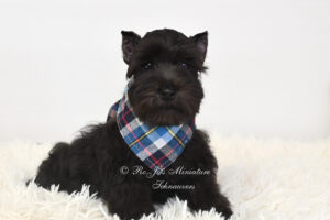 AKC Black Mini Schnauzer