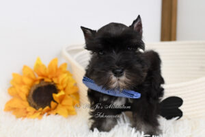 Black & Silver Mini Schnauzer