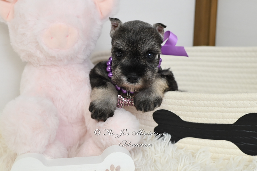 Mini Schnauzer Puppies