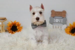 AKC White Chocolate Mini Schnauzer