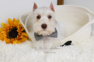 White Chocolate Miniature Schnauzer