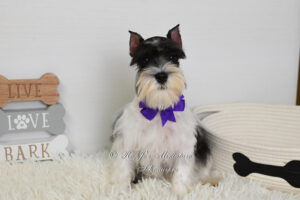 Parti Mini Schnauzer