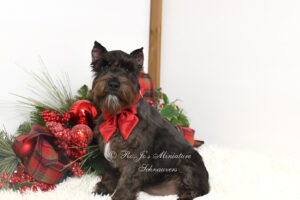 Black Miniature Schnauzer