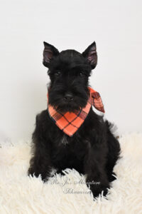 AKC Black Mini Schnauzer