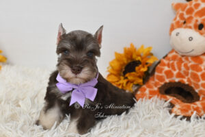 Liver Tan Miniature Schnauzer