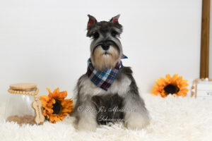 AKC Salt & Pepper Miniature Schnauzer