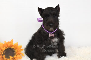 AKC Miniature Schnauzer Puppy