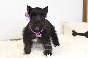 Black Miniature Schnauzer Puppy