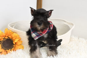 Black & Silver Mini Schnauzer