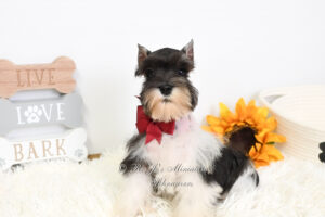 Miniature Schnauzer Parti Puppy | Pixie