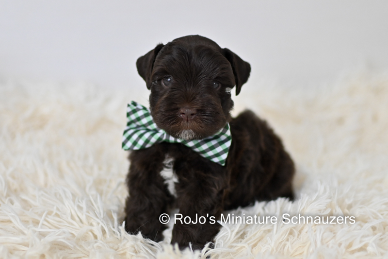 Black And Silver Schnauzer Puppies For Sale In Ok Rojos Miniature Schnauzers 8840