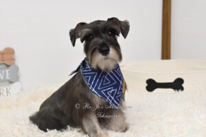 AKC Salt & Pepper Mini Schnauzer