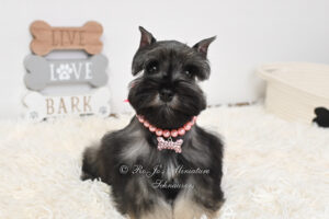 AKC Miniature Schnauzer Puppy