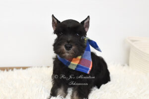 Black & Silver Mini Schnauzer Boy