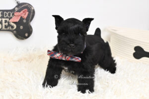 AKC Miniature Schnauzer Black Puppy