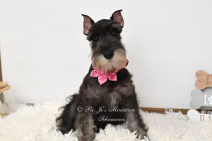 AKC Salt & Pepper Schnauzer