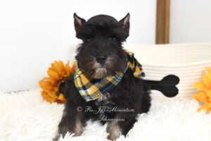 Black & Silver Mini Schnauzer