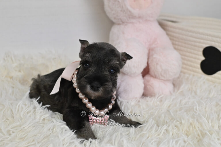 Black And Silver Schnauzer Puppies For Sale In Ok Rojos Miniature Schnauzers 4914