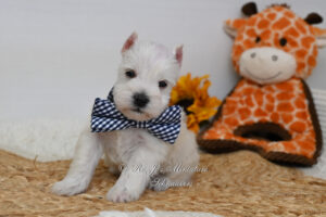 White Miniature Schnauzer Puppy