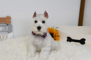 White Miniature Schnauzer