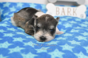 Salt & Pepper Parti Mini Schnauzer Boy