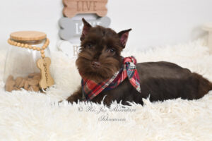 Liver Mini Schnauzer Puppy