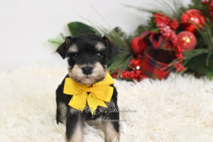 Black & Silver Mini Schnauzer Puppy