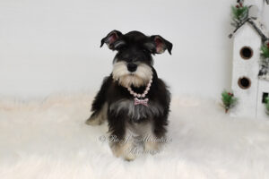 Black & Silver Mini Schnauzer Puppy