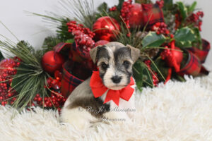 Salt & Pepper Parti Mini Schnauzer