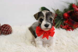 AKC Mini Schnauzer Parti Girl