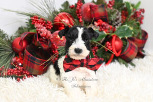 Black Parti Mini Schnauzer