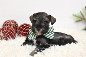 AKC Mini Schnauzer