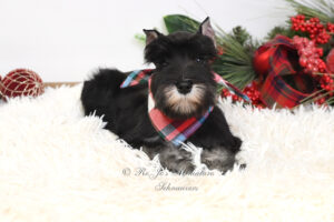 AKC Black & Silver Mini Schnauzer