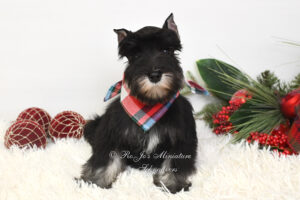 Black & Silver Schnauzer