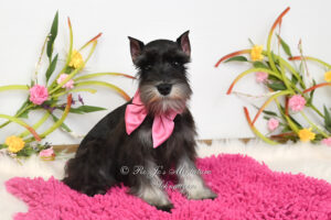 AKC Black & Silver Mini Schnauzer