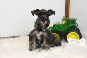 Salt & Pepper Mini Schnauzer Puppy