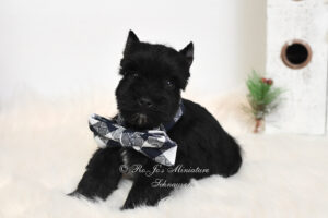 AKC Black Miniature Schnauzer