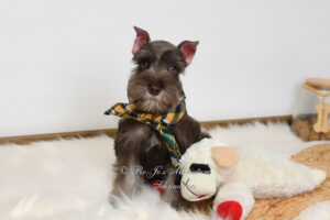 AKC Liver Tan Mini Schnauzer