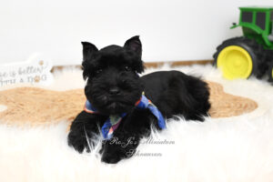 AKC Black Mini Schnauzer