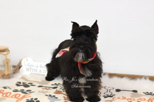 AKC Black Mini Schnauzer