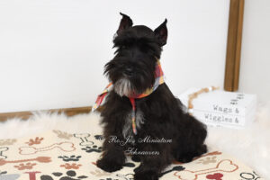 AKC Black Mini Schnauzer Puppy