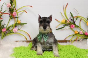 AKC Salt & Pepper Mini Schnauzer