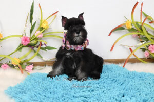 AKC Black & Silver Schnauzer